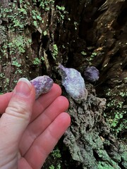 Nectriopsis violacea