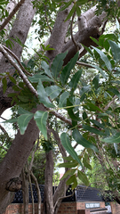 Harpephyllum caffrum
