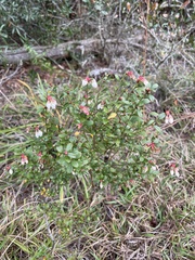 Vaccinium myrsinites
