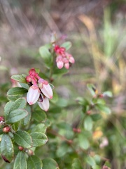Vaccinium myrsinites