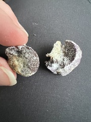 Nectriopsis violacea