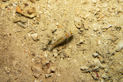 Amblyeleotris randalli