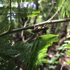 Naupactus xanthographus
