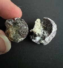 Nectriopsis violacea