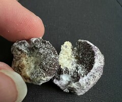 Nectriopsis violacea