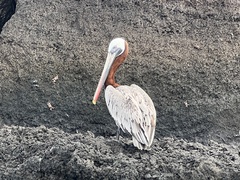 Pelecanus occidentalis urinator