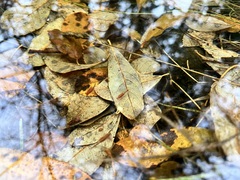 Eubranchipus oregonus