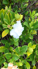 Gardenia jasminoides