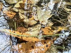 Eubranchipus oregonus