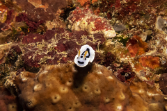 Chromodoris alcalai