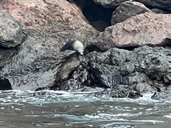 Arctocephalus galapagoensis