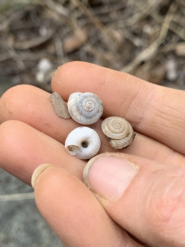 Chiricahua Mountainsnail