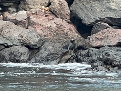 Arctocephalus galapagoensis