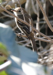 Myiophobus fasciatus