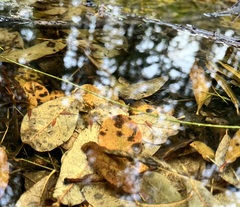 Eubranchipus oregonus