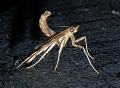 Leucinodes cordalis
