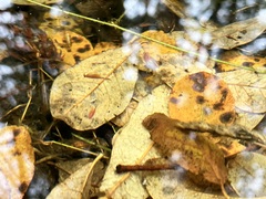 Eubranchipus oregonus
