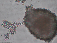 Aspergillus