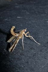 Leucinodes cordalis