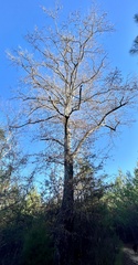 Liquidambar styraciflua