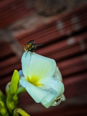 Diptera