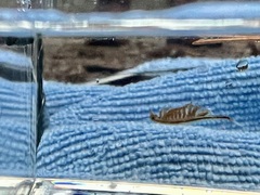 Eubranchipus oregonus