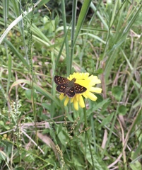Butleria elwesi