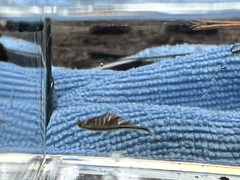 Eubranchipus oregonus