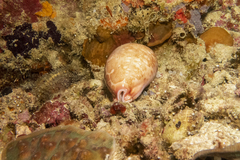 Cypraeidae