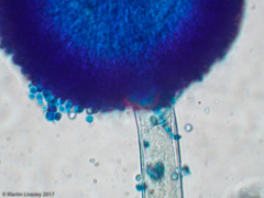 Aspergillus
