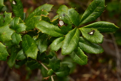 Berberis ilicifolia
