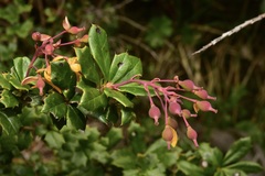 Berberis ilicifolia