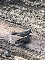 Anous stolidus galapagensis