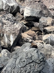 Arctocephalus galapagoensis