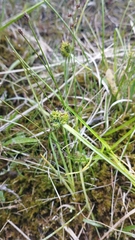 Carex flaviformis