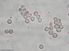 Aspergillus