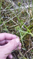 Carex flaviformis