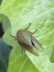 Metcalfiella