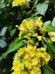 Callaeum macropterum