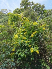 Callaeum macropterum