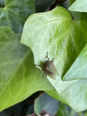 Metcalfiella