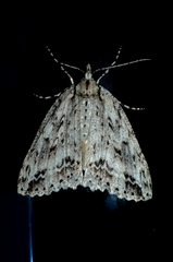 Pseudocoremia rudisata