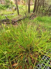 Juncus prismatocarpus