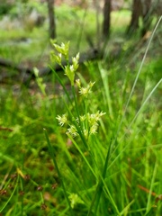 Juncus prismatocarpus