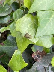 Metcalfiella