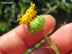 Grindelia inuloides