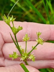 Juncus prismatocarpus