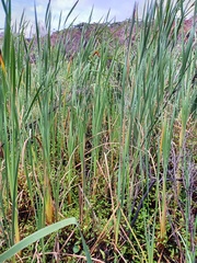 Typha orientalis