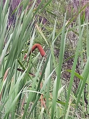 Typha orientalis