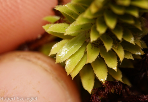 Huperzia erosa